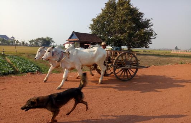 ox cart cambodia, trekking adventures,